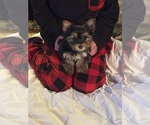 Small #11 Yorkshire Terrier
