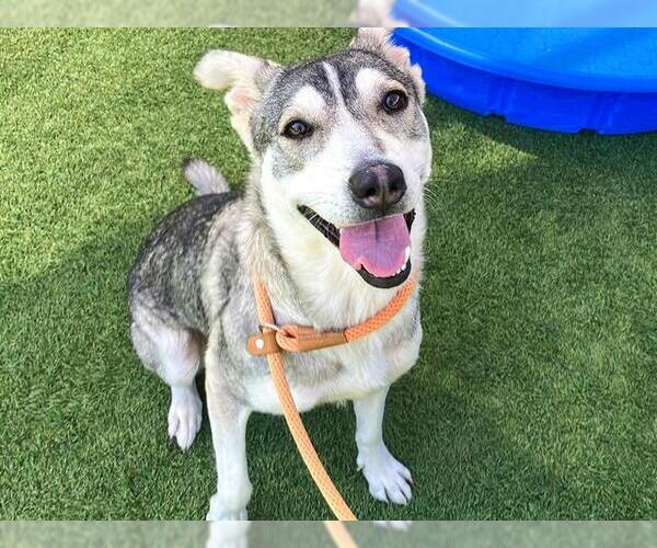 Medium Photo #2 Siberian Husky-Unknown Mix Puppy For Sale in Orange, CA, USA