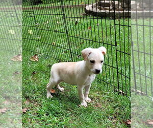 Mutt Dogs for adoption in Mooresville, NC, USA