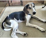 Small #7 Treeing Walker Coonhound Mix