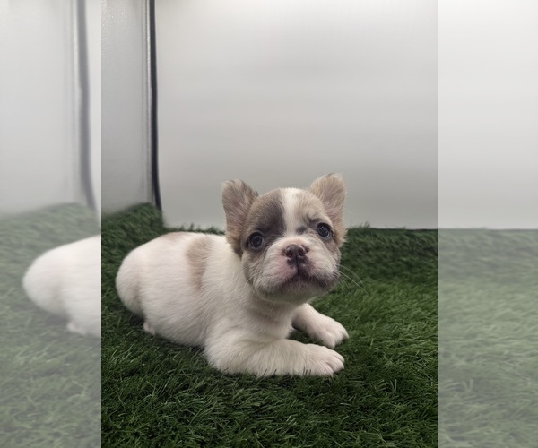 Medium Photo #1 French Bulldog Puppy For Sale in RIVERSIDE, CA, USA