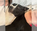 Small #3 American Staffordshire Terrier-Labrador Retriever Mix