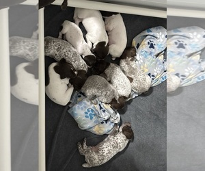 German Shorthaired Pointer Litter for sale in STATESVILLE, NC, USA