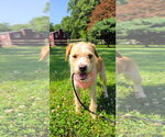 Small #3 Mutt