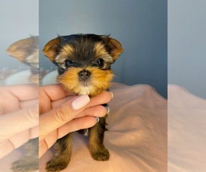 Yorkshire Terrier Puppy for Sale in SCHAUMBURG, Illinois USA
