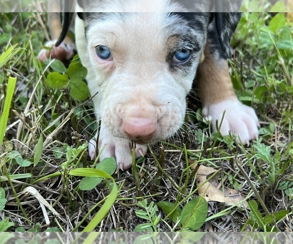 Medium Photo #3 Catahoula Leopard Dog Puppy For Sale in TRYON, NC, USA