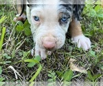 Small Photo #3 Catahoula Leopard Dog Puppy For Sale in TRYON, NC, USA