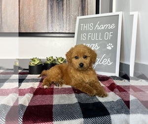 Goldendoodle (Miniature) Puppy for sale in FRANKLIN, IN, USA