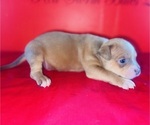 Small #1 American Bully