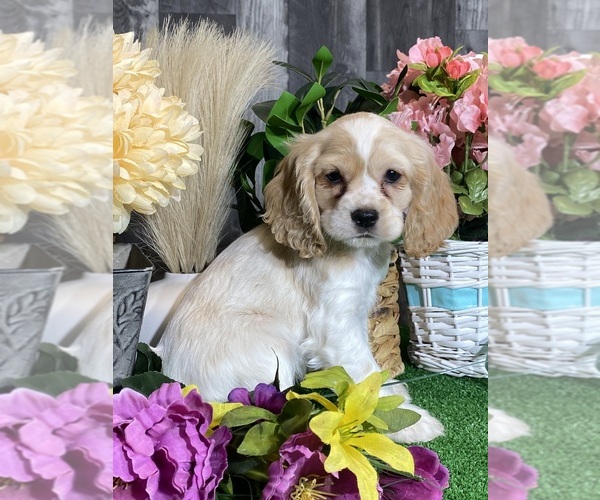 Medium Photo #3 Cocker Spaniel Puppy For Sale in CANOGA, NY, USA