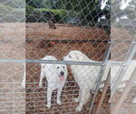 Small #2 Great Pyrenees