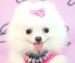 Small Photo #14 Pomeranian Puppy For Sale in LAS VEGAS, NV, USA
