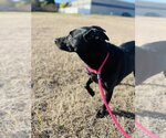 Small Photo #8 Labrador Retriever-Unknown Mix Puppy For Sale in Rowlett, TX, USA