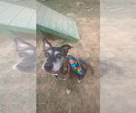 Small #16 Mutt