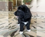 Small Photo #8 Bernedoodle Puppy For Sale in POTTSTOWN, PA, USA