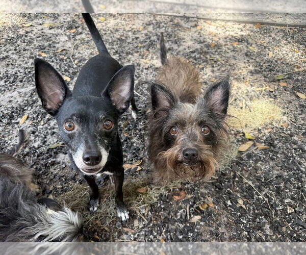 Medium Photo #7 Chihuahua Puppy For Sale in St. Augustine, FL, USA
