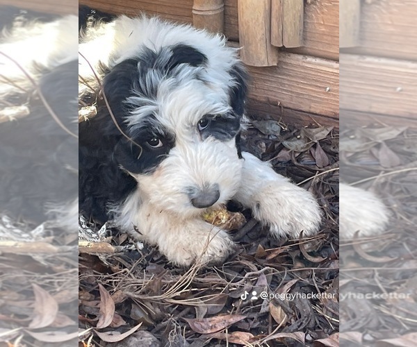 Medium Photo #8 Sheepadoodle Puppy For Sale in SPRINGDALE, AR, USA