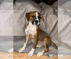 Boxer-Unknown Mix Dogs for adoption in pomfret, CT, USA