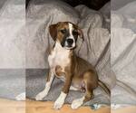Small Boxer Mix
