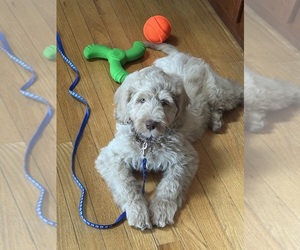 Australian Labradoodle-Poodle (Miniature) Mix Puppy for sale in SAINT JOHN, IN, USA