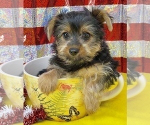 Morkie Puppy for sale in CASSVILLE, MO, USA