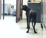 Small Labrador Retriever