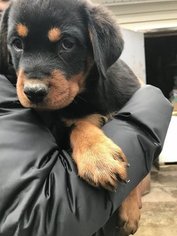 Rottweiler Puppy for sale in HARTFORD, CT, USA