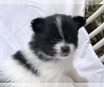 Puppy 0 Pomeranian