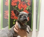 Small #14 French Bulldog