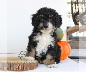 Bernedoodle (Miniature) Puppy for sale in EPHRATA, PA, USA