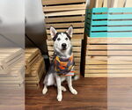 Small Siberian Husky