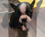 Small Photo #3 Boston Terrier Puppy For Sale in SUGAR LAND, TX, USA
