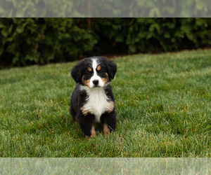 Bernese Mountain Dog Puppy for sale in SHIPSHEWANA, IN, USA