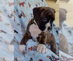 Small Photo #5 Boxer Puppy For Sale in PORT ROYAL, PA, USA