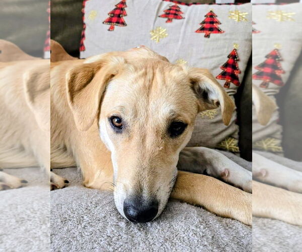 Medium Photo #4 Labrador Retriever-Unknown Mix Puppy For Sale in Cottage Grove, MN, USA