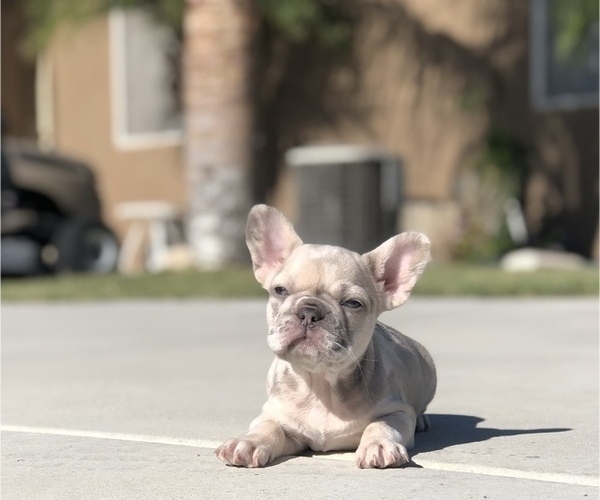 Medium Photo #3 French Bulldog Puppy For Sale in BLOOMINGTON, CA, USA