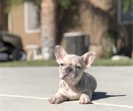 Small #2 French Bulldog