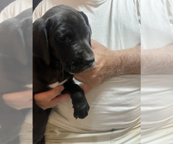 Medium Photo #3 Great Dane Puppy For Sale in SPRAGGS, PA, USA