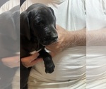 Small #2 Great Dane