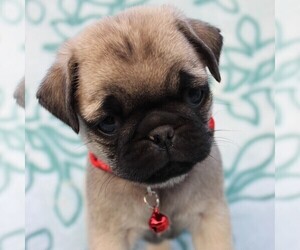 Pug Puppy for sale in CHARLOTT HALL, MD, USA