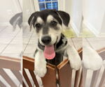 Small #7 German Shepherd Dog
