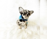 Small Photo #2 Chihuahua Puppy For Sale in SACRAMENTO, CA, USA
