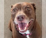 Small #16 American Staffordshire Terrier-Labrador Retriever Mix
