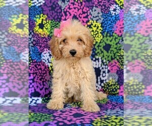 Cock-A-Poo Puppy for sale in LINCOLN UNIV, PA, USA