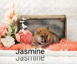Puppy Jasmine Shiba Inu