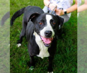 Labrador Retriever-Unknown Mix Dogs for adoption in Sparta, TN, USA