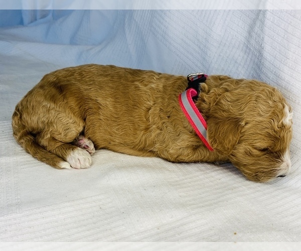 Medium Photo #3 Goldendoodle Puppy For Sale in COLBERT, WA, USA