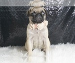 Puppy Modanna AKC Pug