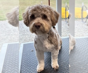 Mother of the Havanese puppies born on 05/17/2025