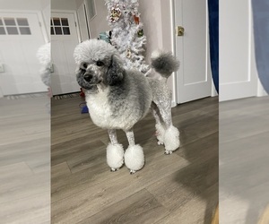 Mother of the Poodle (Standard) puppies born on 04/20/2025